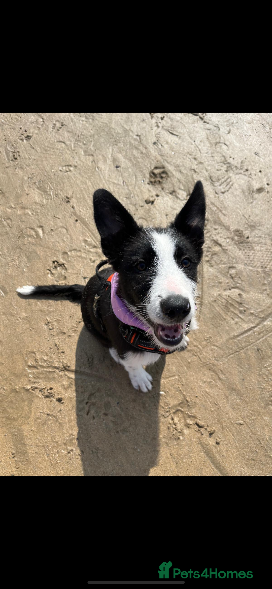 Mixed Breed dogs for sale: Beardie border pup  - Image 2