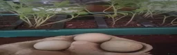 Waterfowl poultry for sale: Hatching eggs for sale - Advert 4
