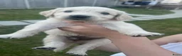 Golden Retriever dogs for sale: Quality golden retrievers  - Advert 15