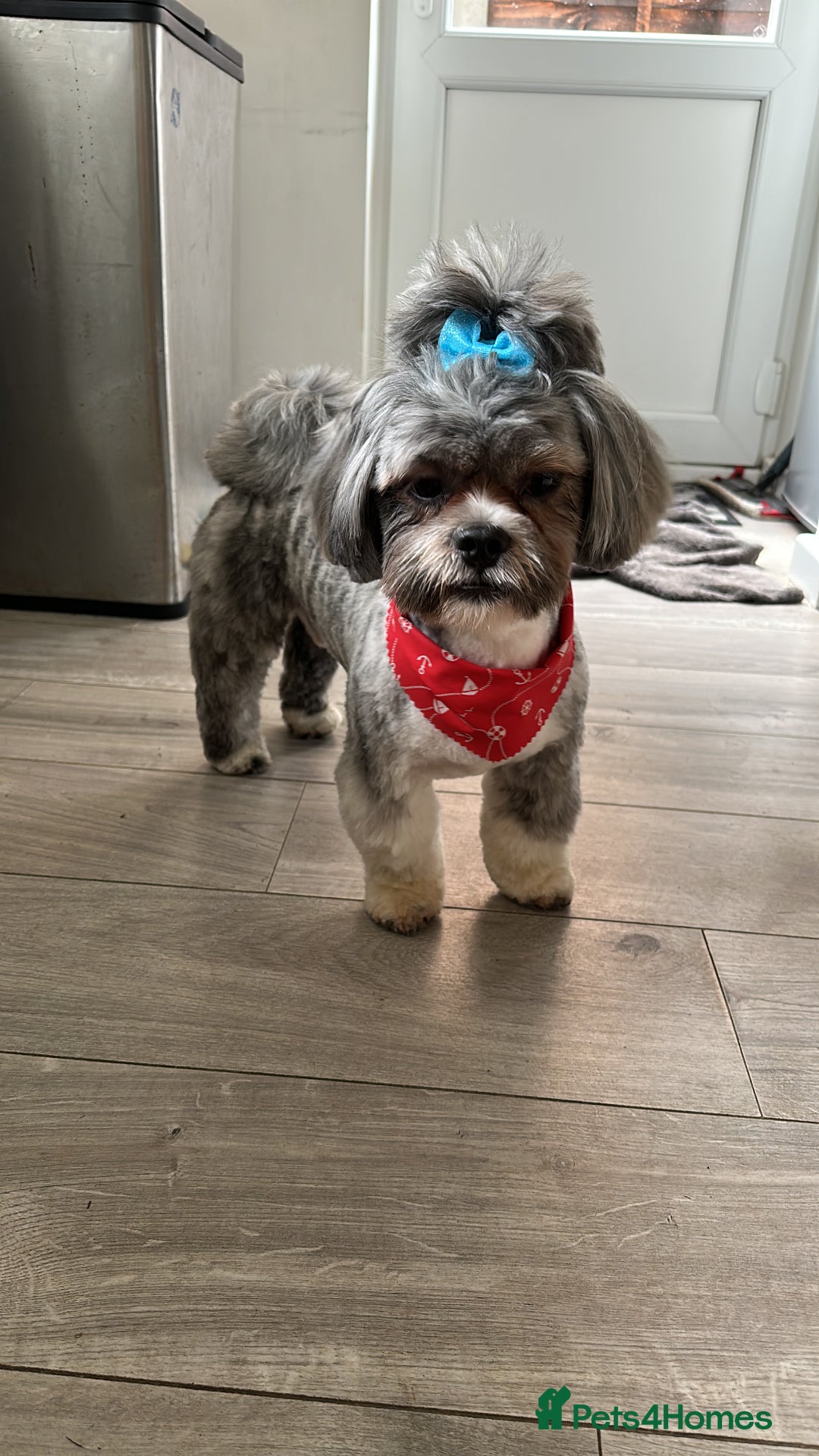 Lhasa Apso dogs for stud: Pedigree Stud in Harlow - Advert 5