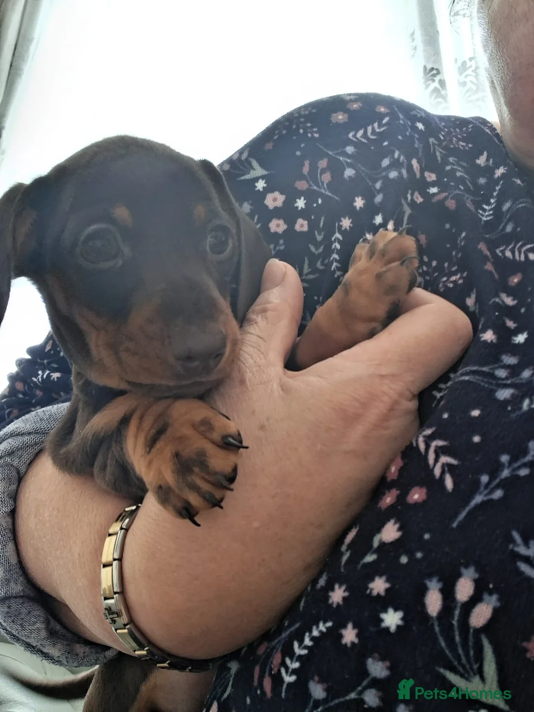 Miniature Dachshund dogs for sale: Miniature dachshund  - Advert 2