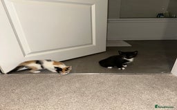 Mixed Breed cats for sale: 2 Kittens - Image 5