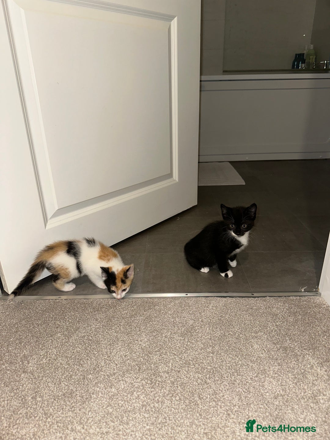 Mixed Breed cats for sale: 2 Kittens - Image 5