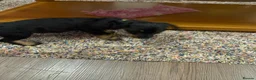 Mixed Breed dogs for sale: Cavapoo x dachshund  - Advert 8