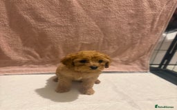 Cavapoo dogs for sale: Adorable red cavapoo pups - Advert 6