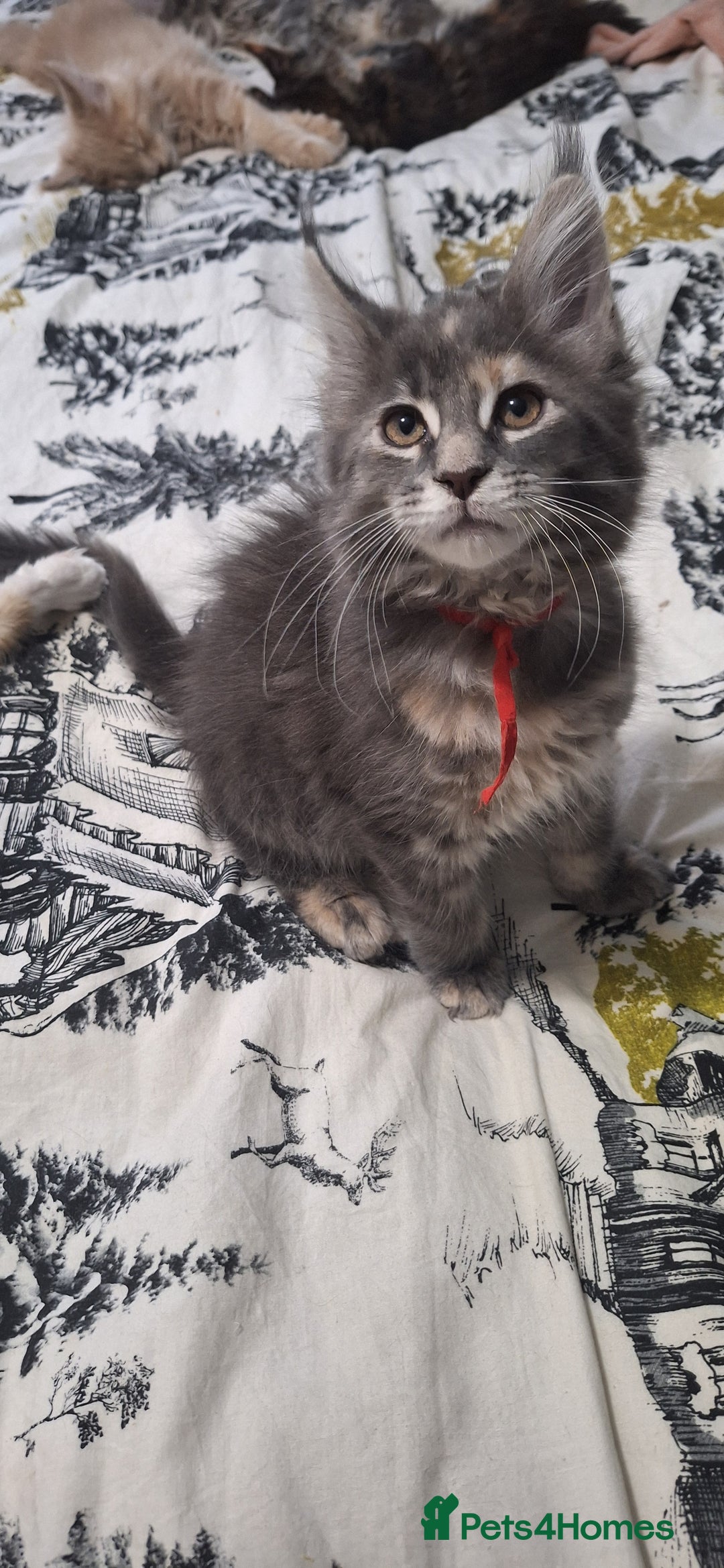 Maine Coon cats for sale: 😻 Ready Now 😻 Fluff Playful Maine Coon Kittens😻 - Advert 20