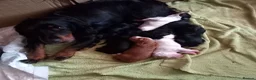 Cocker Spaniel dogs for sale: Stunning Cocker spaniel boy  - Advert 11