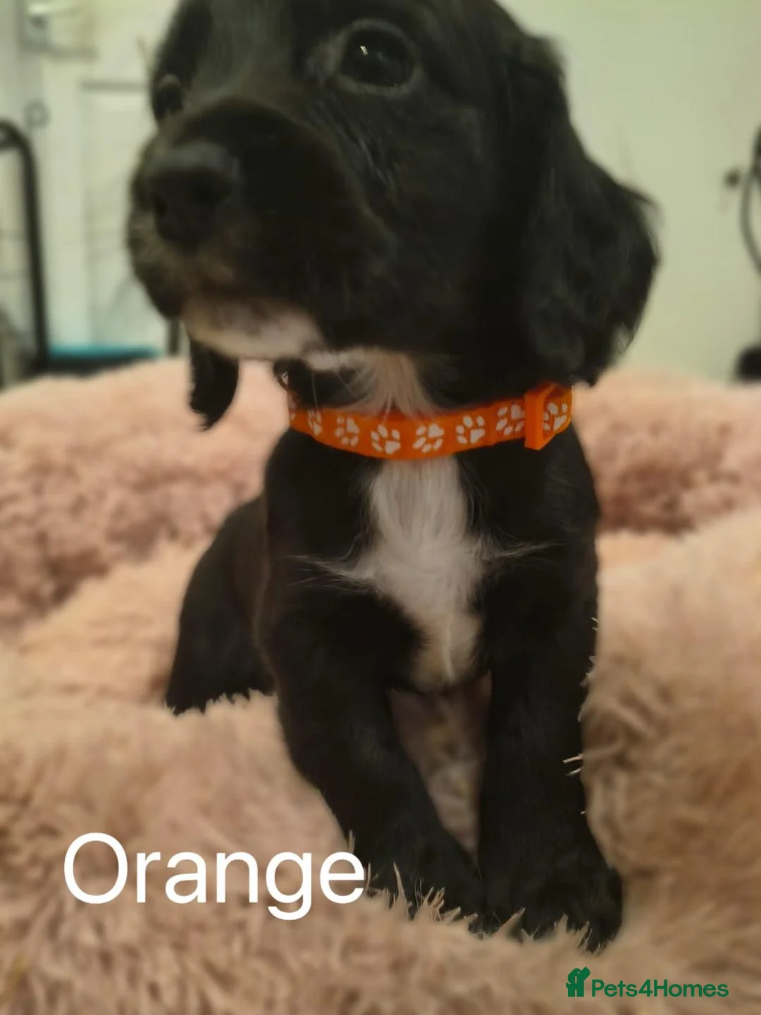 Cocker Spaniel dogs for sale: Working Cocker Spaniel Puppies Ready for Homes - Advert 7