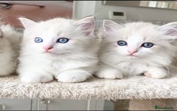 Ragdoll cats for sale: INDOOR TWO MALE GCCF REGISTERED RAGDOLL KITTENS - Image 9