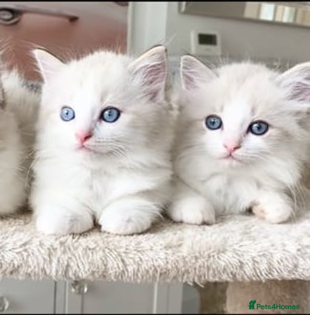Ragdoll cats for sale: INDOOR TWO MALE GCCF REGISTERED RAGDOLL KITTENS - Image 9