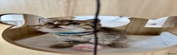 British Shorthair cats for sale: 🏆😍 Irresistible Golden Chinchilla’s Mini BSH🏆😍 - Advert 11