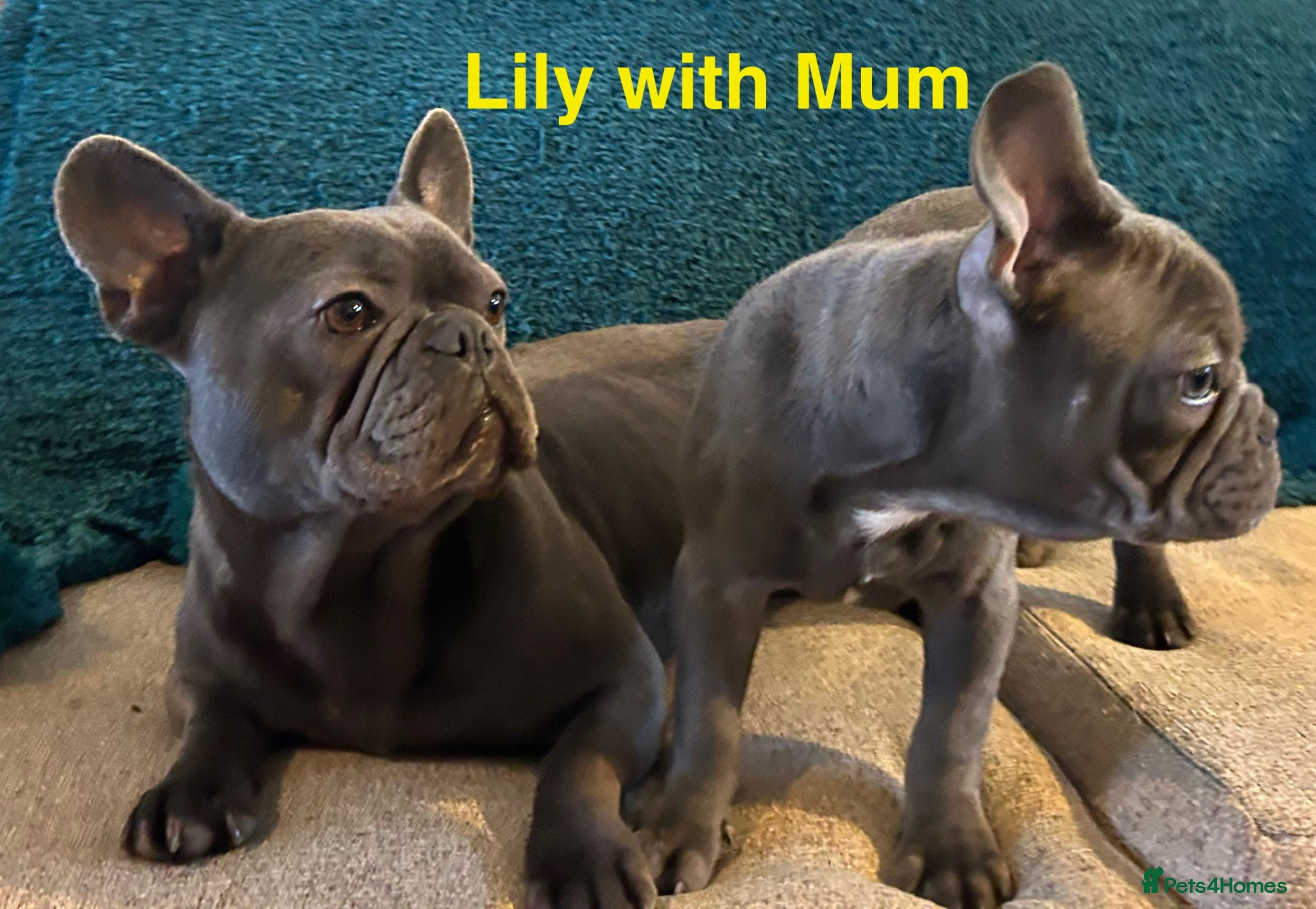 French Bulldog dogs French Bulldog puppies - Advert 1