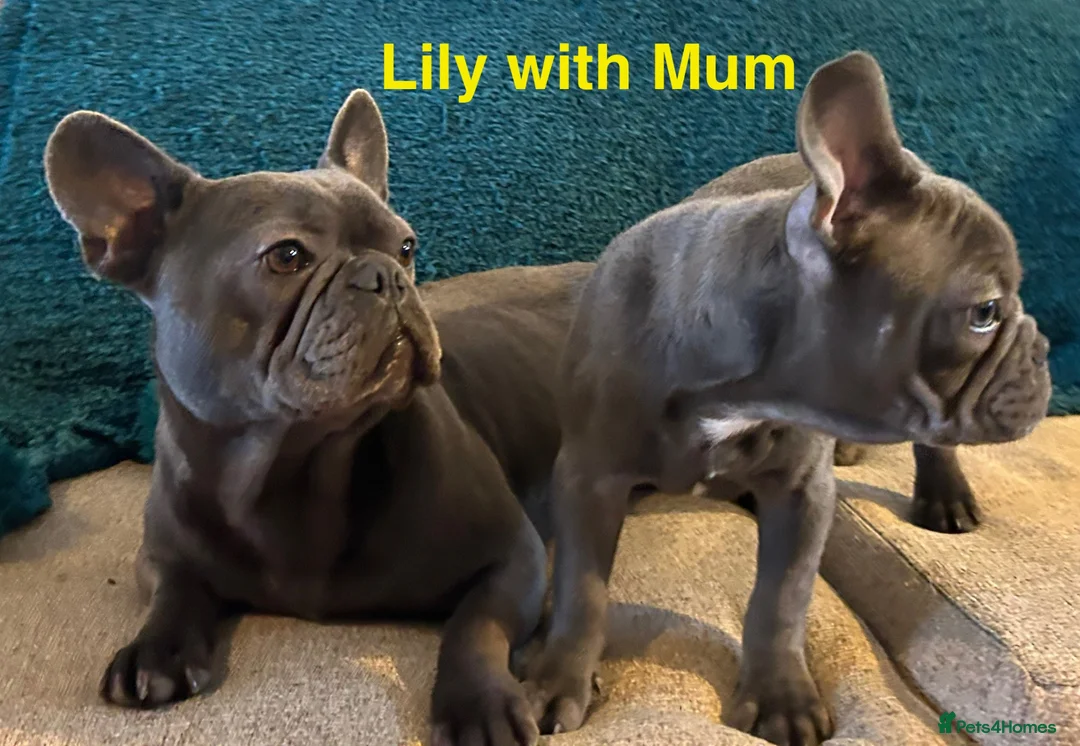 French Bulldog dogs for sale: French Bulldog puppies - Advert 2