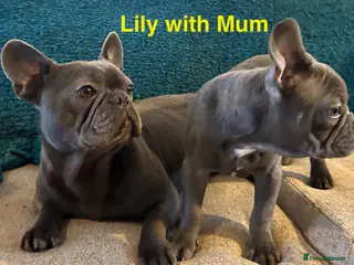 French Bulldog dogs French Bulldog puppies - Advert 2