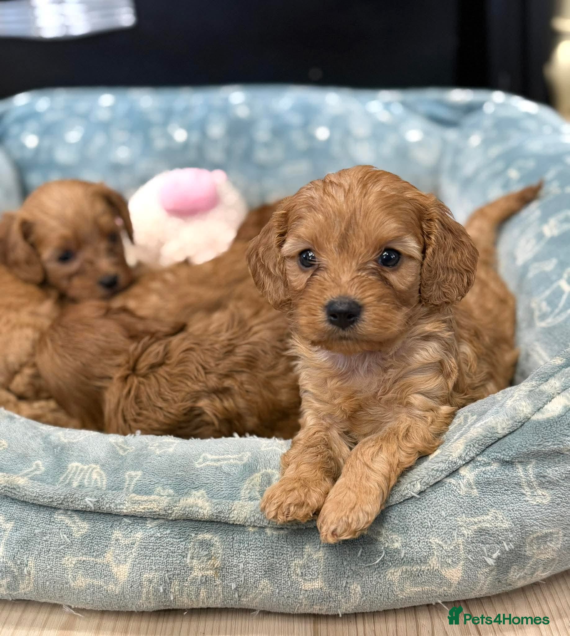 Cavapoo dogs STUNNING LITTLE RED CAVAPOOS DNA TESTED in Manchester - Advert 1