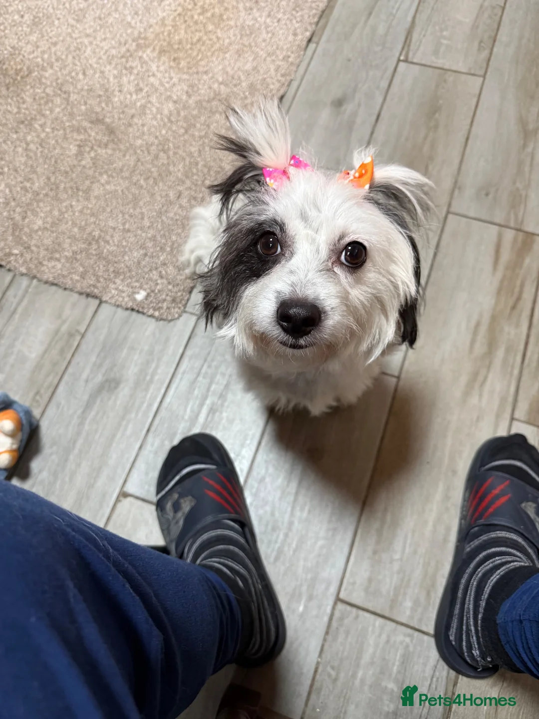 Mixed Breed dogs for sale: Bichon Maltese - Advert 1
