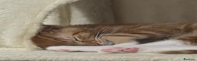 Ginger tabby