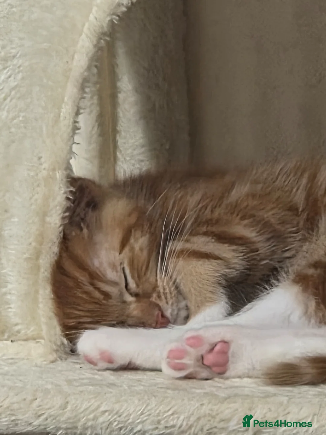 Mixed Breed cats for sale: A male ginger tabby and a female tuxedo - Advert 2