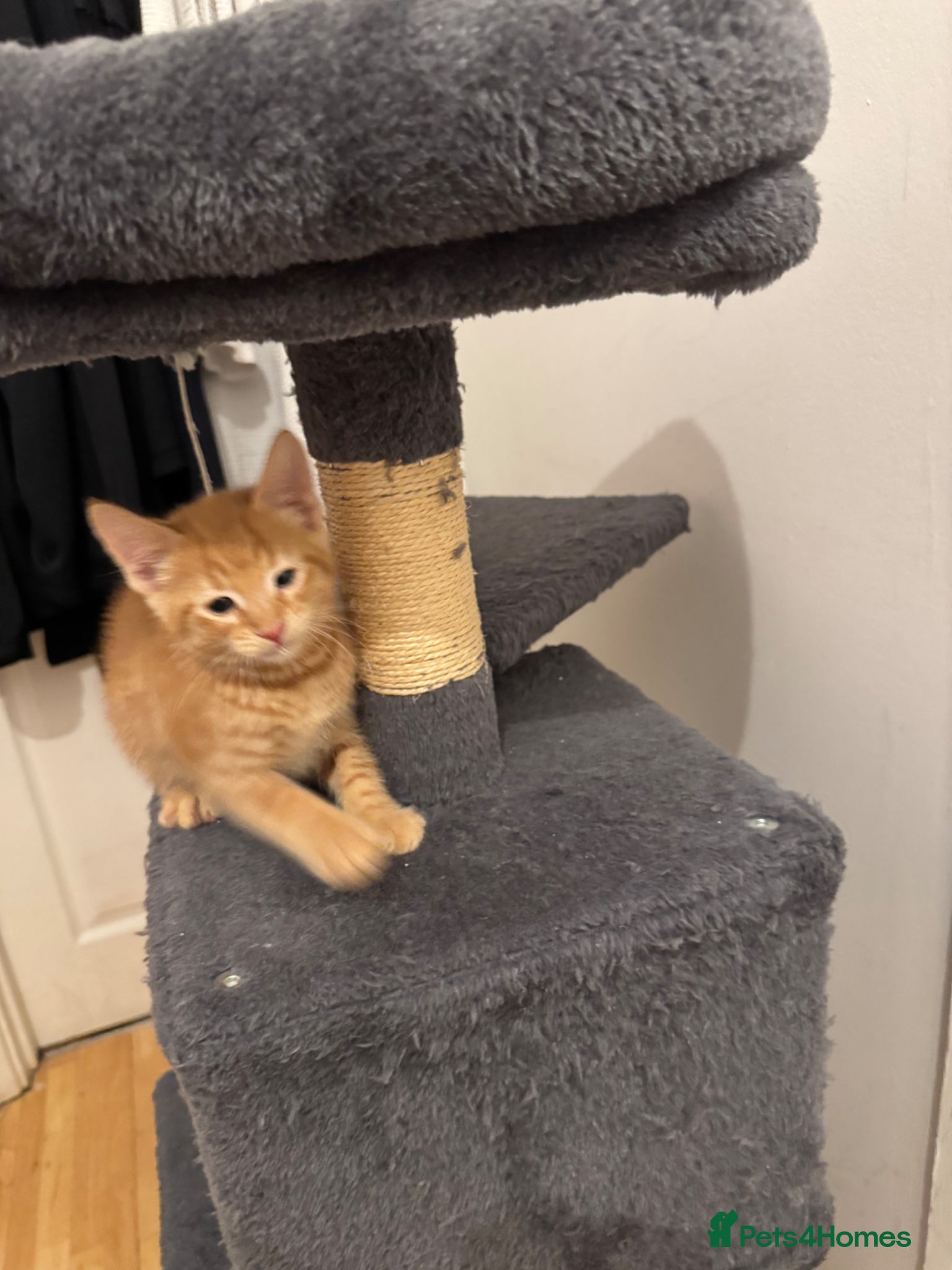 American Shorthair cats for sale: Ready To Leave Today please read full advert pleas - Advert 22