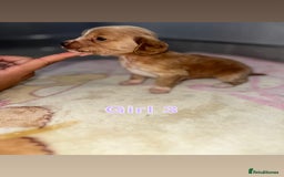 Cocker Spaniel dogs for sale: Cocker spaniel puppies for sale  - Image 5