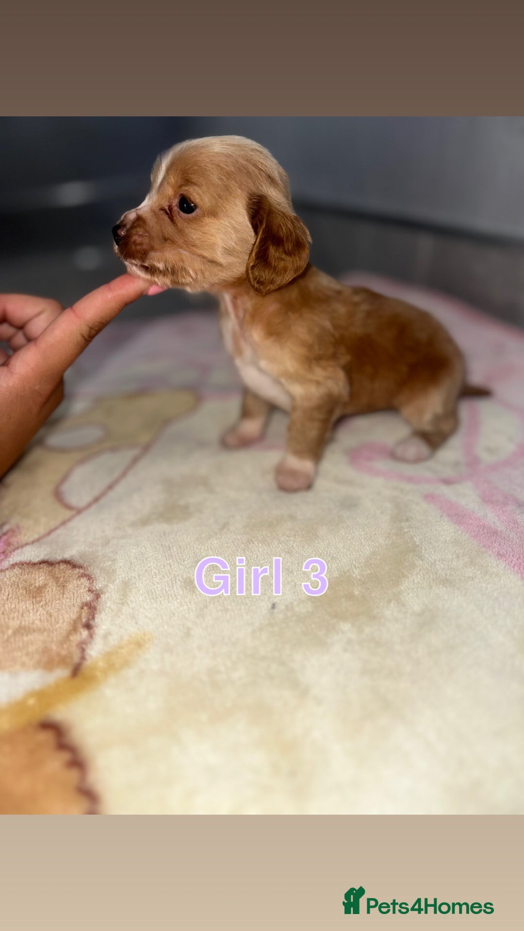 Cocker Spaniel dogs for sale: Cocker spaniel puppies for sale  - Image 5