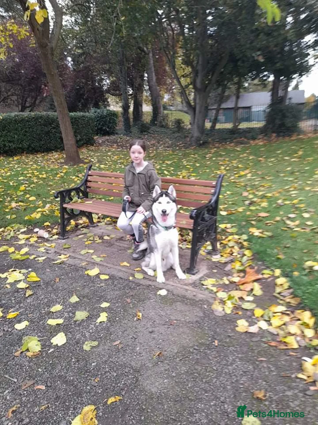 Siberian Husky dogs for stud: BLUE EYED HUSKY FOR STUD in Doncaster - Advert 17