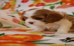Cavalier King Charles Spaniel dogs for sale: 7 Puppies ready for reservations - Image 25