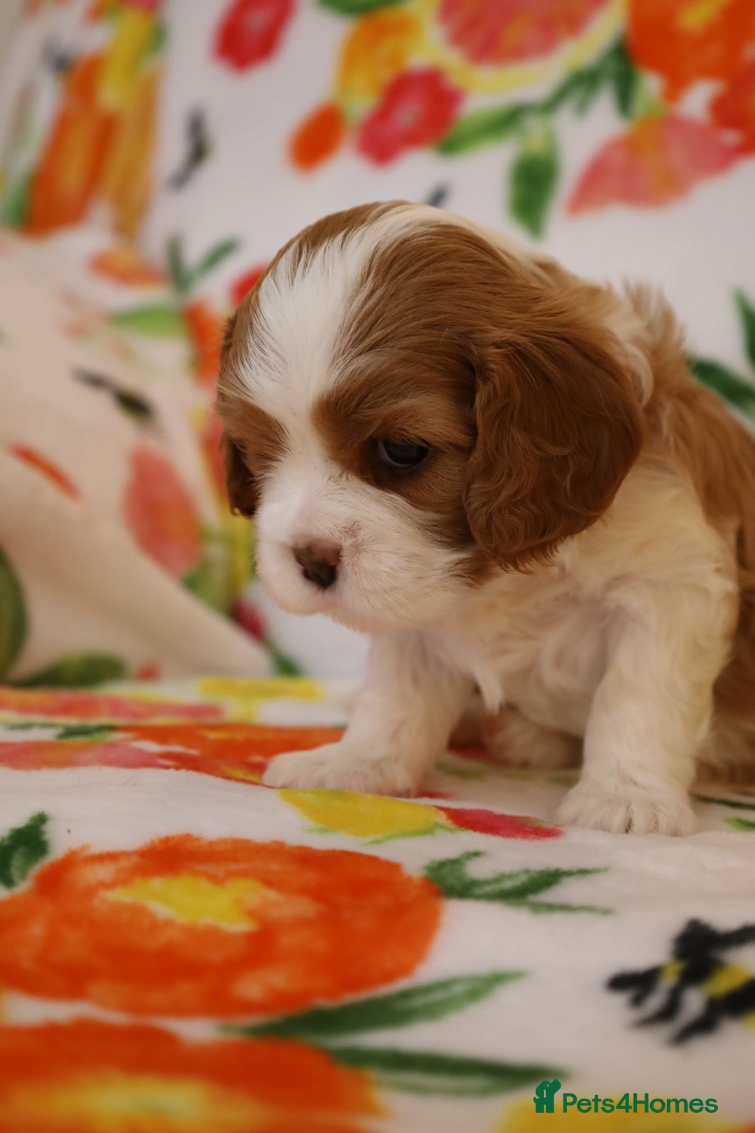 Cavalier King Charles Spaniel dogs for sale: 7 Puppies ready for reservations - Image 25