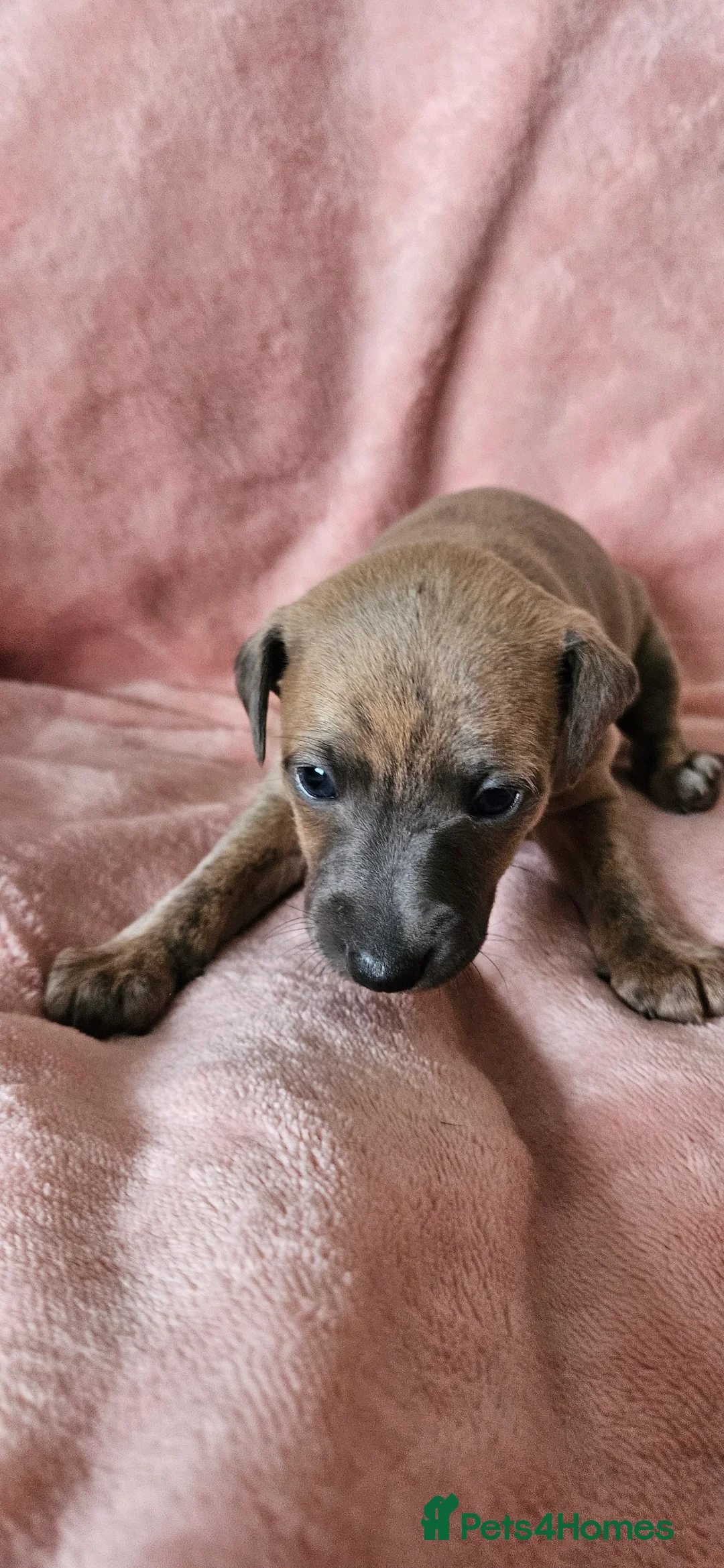 Italian Greyhound dogs for sale: Gorgeous Wiggy puppies 3/4 IG 1/4 Whippet - Advert 9