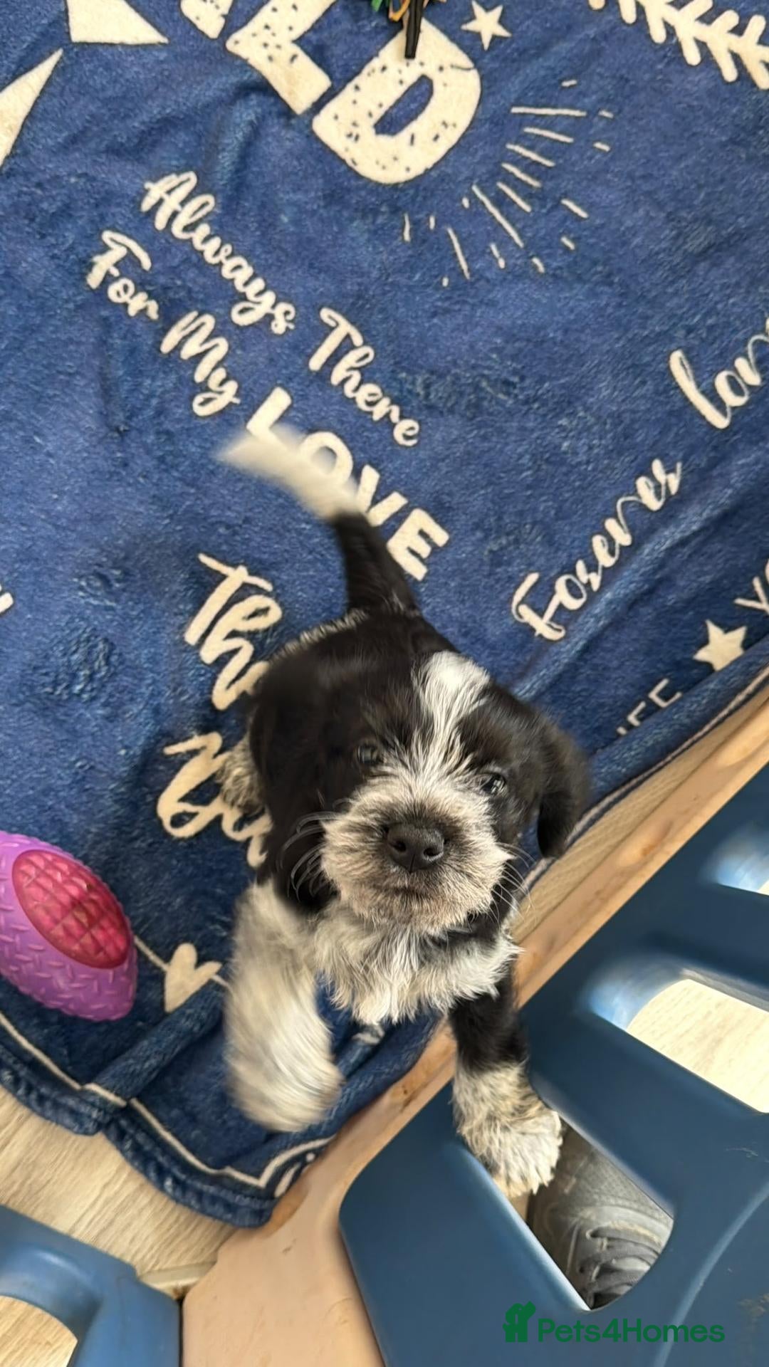 Mixed Breed dogs Patterbea  - Advert 1