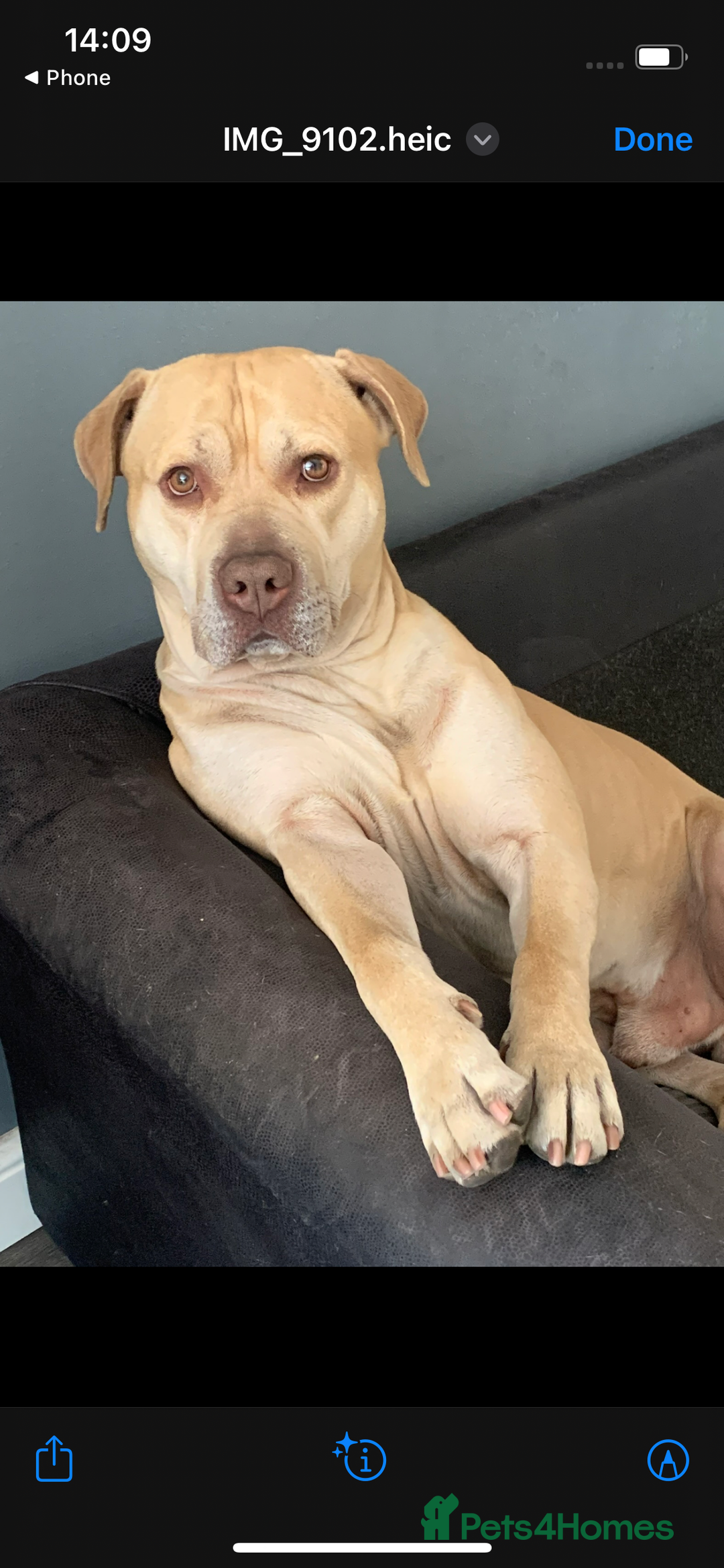 Mixed Breed dogs for sale: ****** (HOME VISIT REQUIRED)!!!! - Image 2