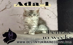 Maine Coon cats for sale: 2 females left to reserve in Arthog - Image 6