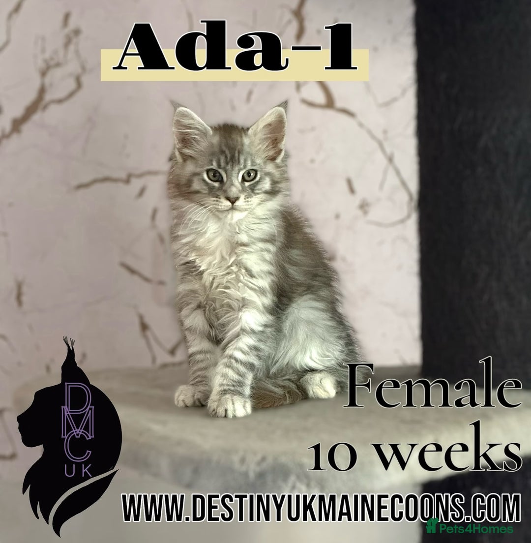 Maine Coon cats for sale: 2 females left to reserve in Arthog - Image 6