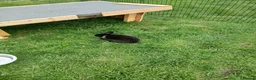 Mini Lop rabbits for sale: Mini lop boys - Advert 2
