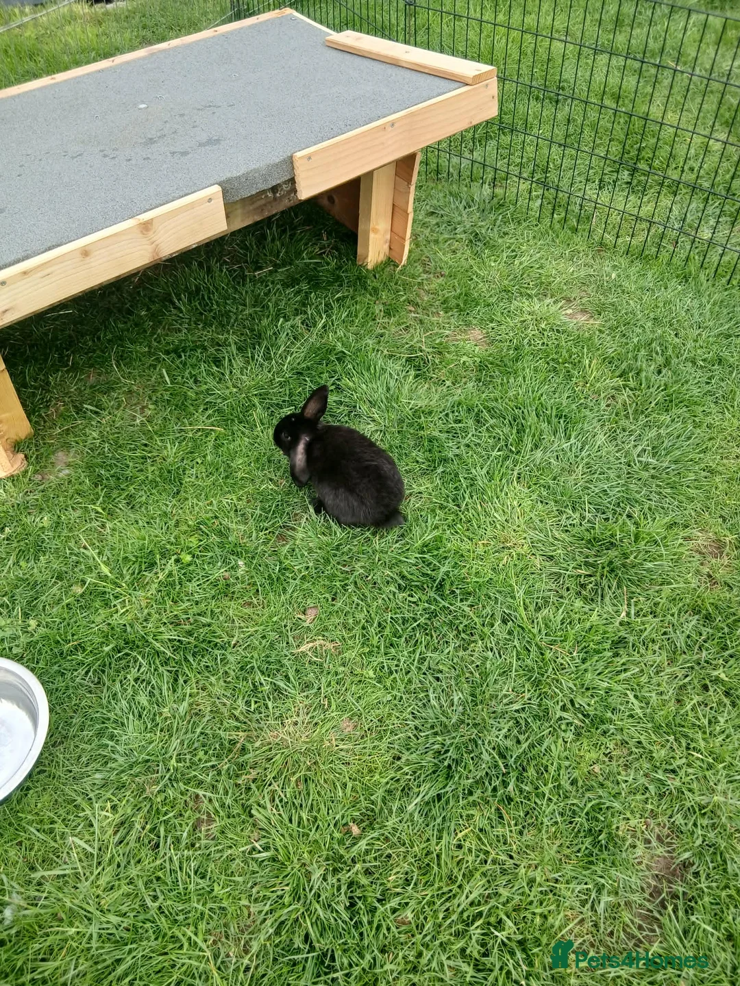 Mini Lop rabbits for sale: Mini lop boys - Advert 2