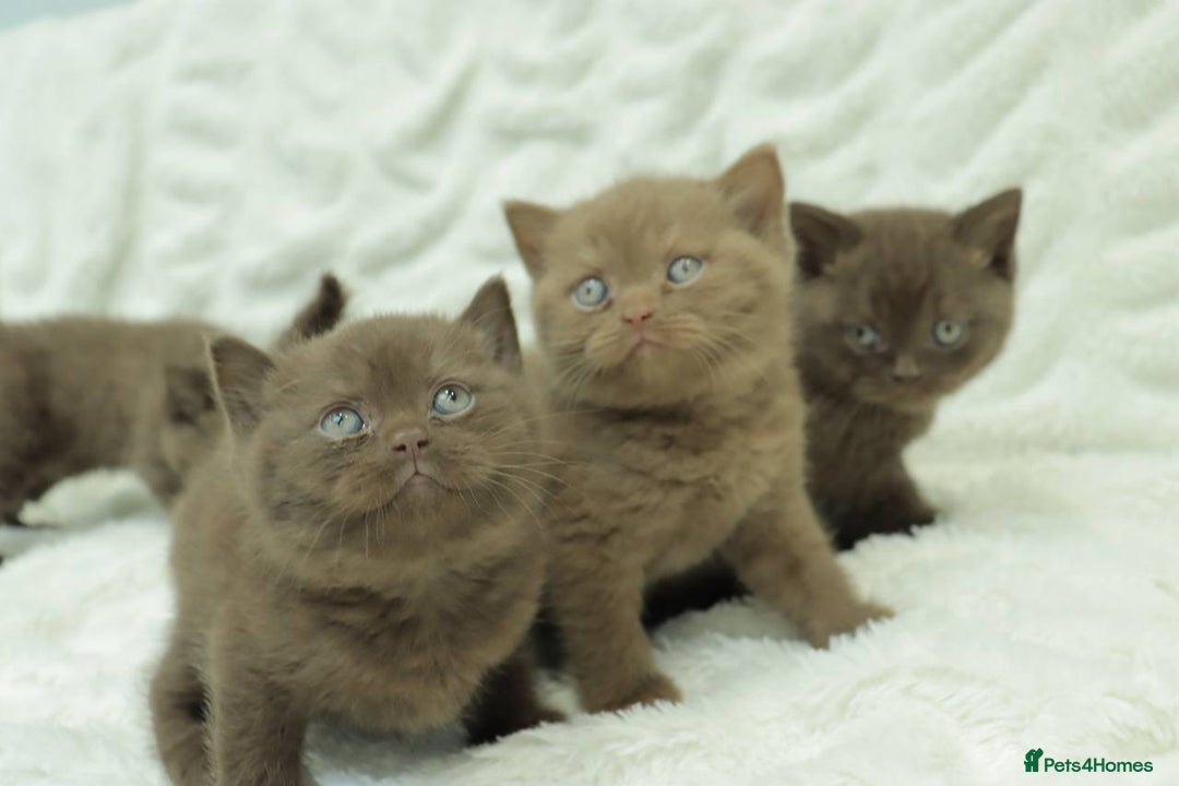 British Shorthair cats for sale: Stunning BHS Champions blood lines kittens  - Advert 6
