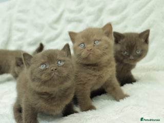 British Shorthair cats Stunning BHS Champions blood lines kittens - Advert 5