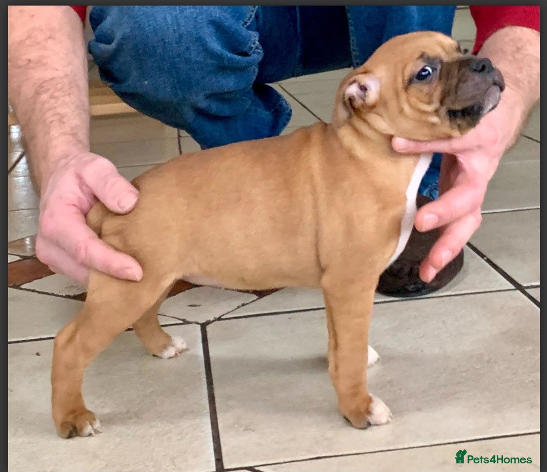 Staffordshire Bull Terrier dogs for stud: SCOOBY NOW AVAILABLE FOR STUD IN THE UK - Image 6