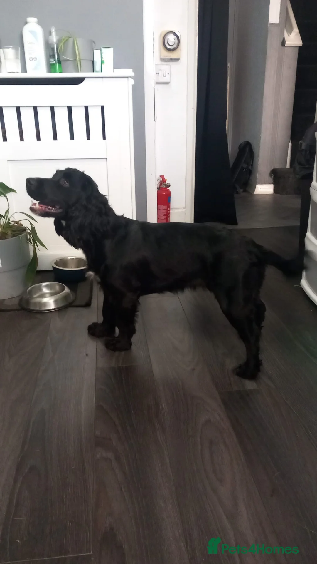 Cockapoo dogs for sale: F1 miniature cockapoos available 16th feb - Advert 17