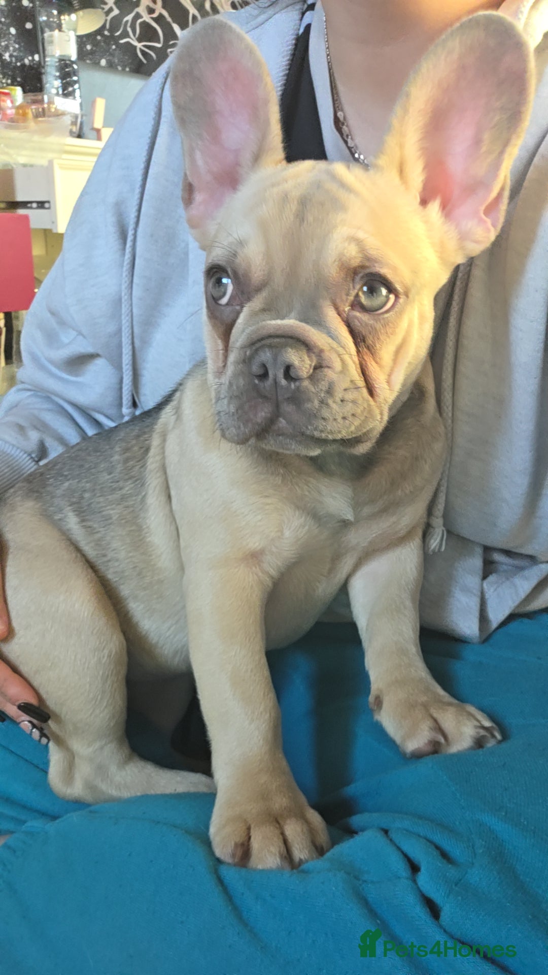 French Bulldog dogs for sale: Frenchies for sale - Advert 3