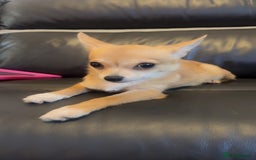 Chihuahua dogs for sale: Puppy chihuahua girl - Image 2