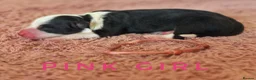 Border Collie dogs for sale: Fully Health Tested, KC registered puppies due - Advert 8