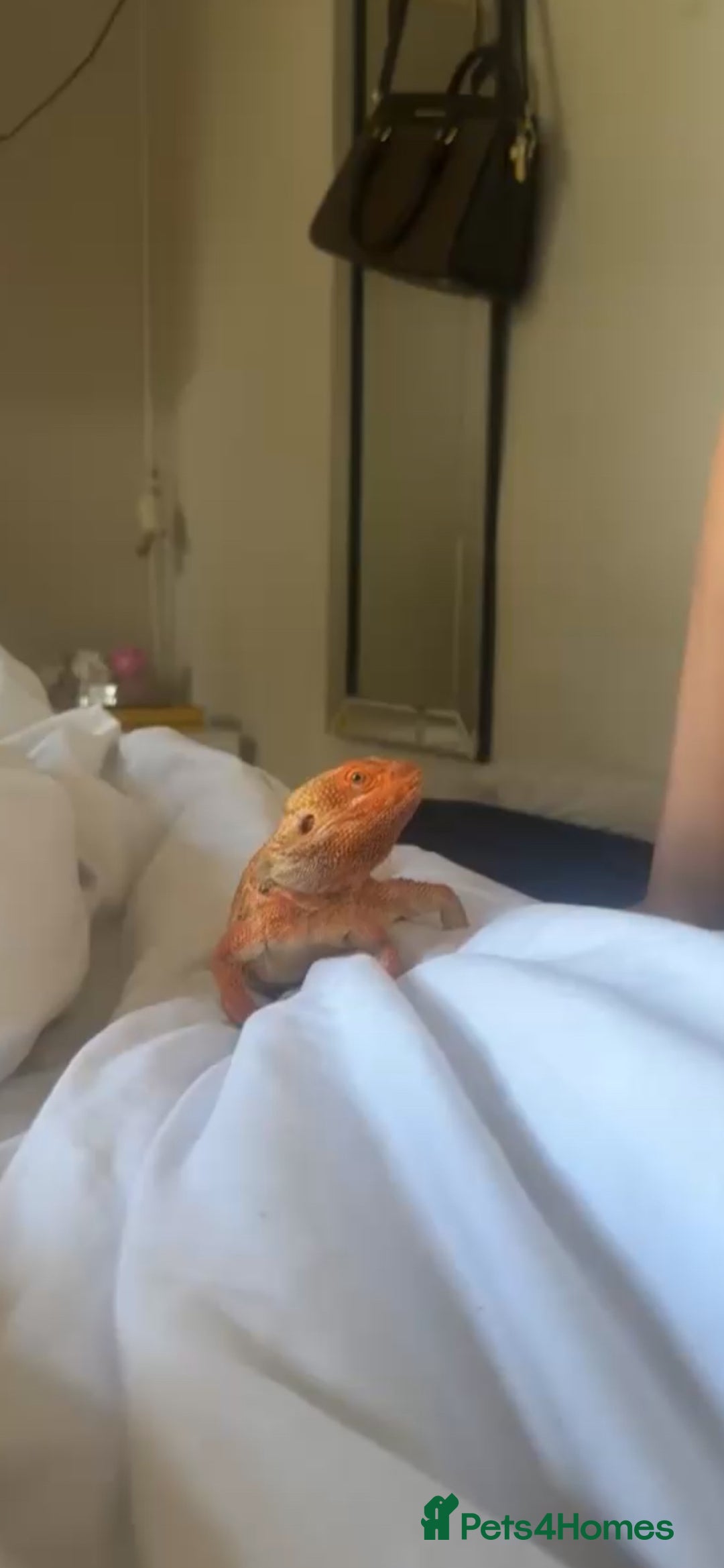 Bearded Dragon reptiles for sale: 2 year old male bearded dragon + cage - Advert 4