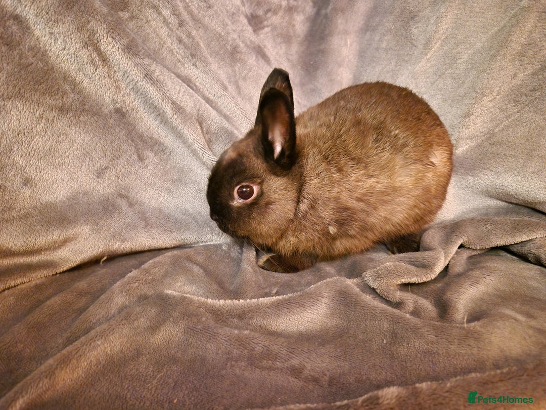 Netherland Dwarf rabbits for sale: Cute little netherland dwarf boys  - Image 3
