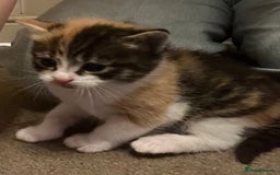 Mixed Breed cats for sale: 6 beautiful kittens for sale  - Image 6