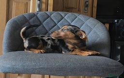 Mixed Breed dogs for sale: F1 Dachshund x Jack Russell  - Image 10