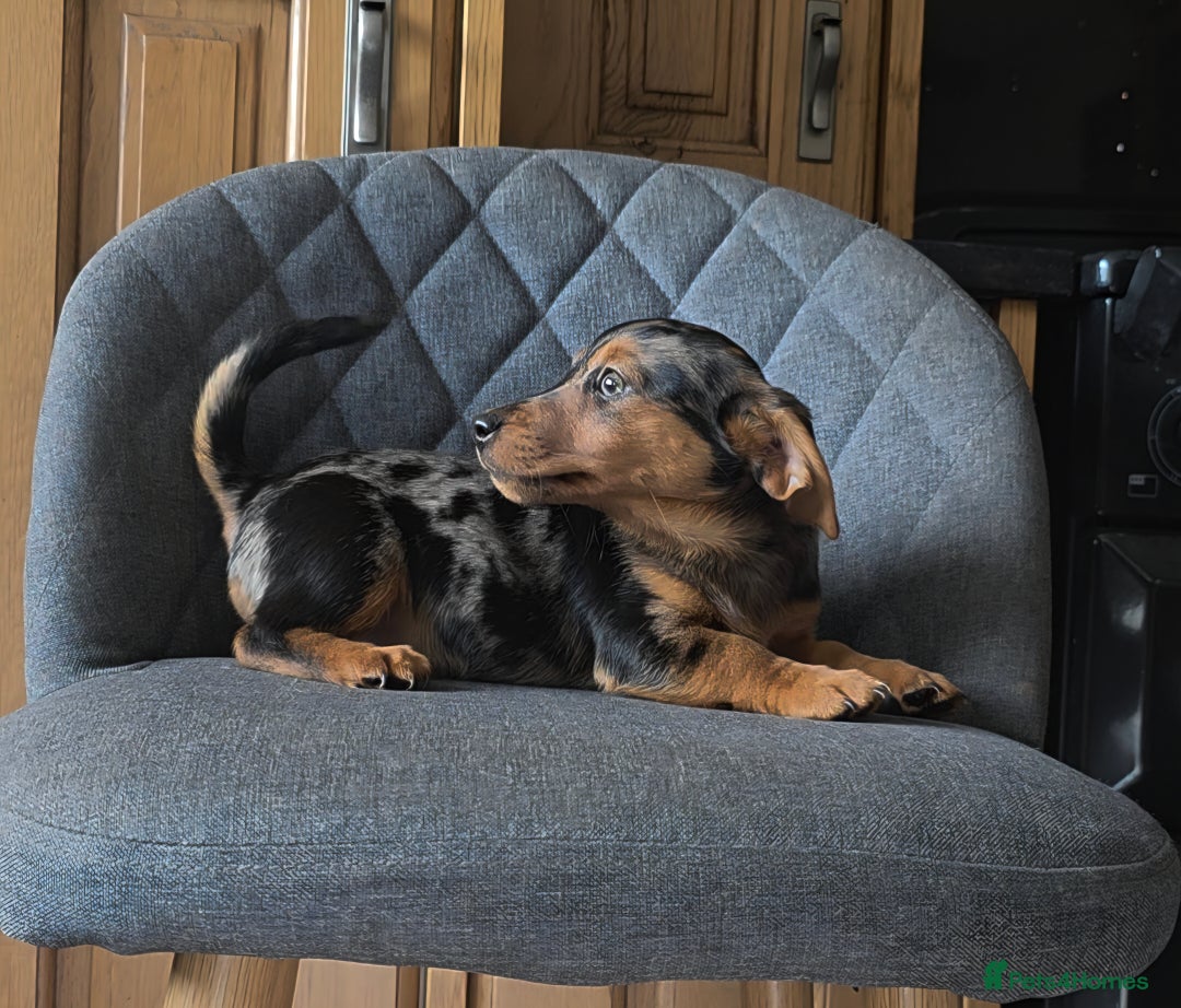 Mixed Breed dogs for sale: F1 Dachshund x Jack Russell  - Image 10