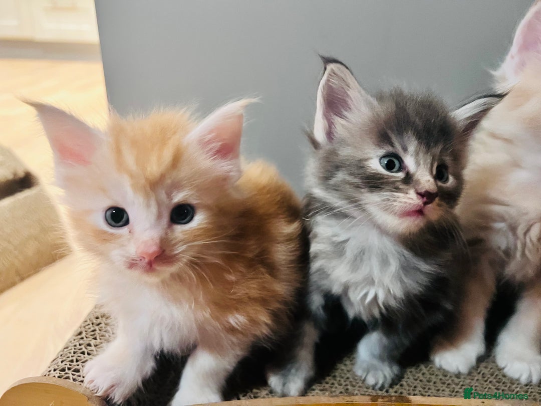 Maine Coon cats for sale: Beautiful Maine Coon babies - Image 8