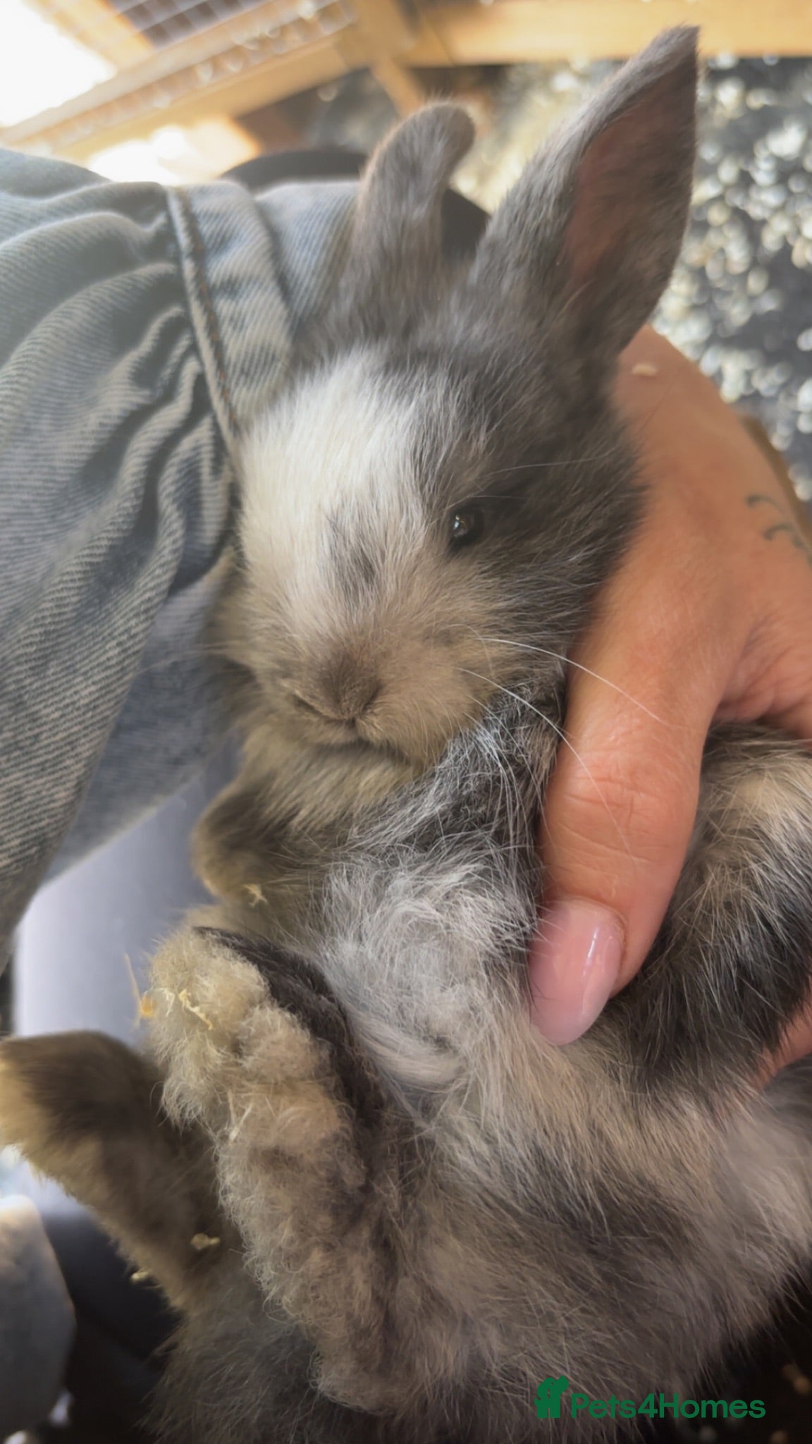 Mini Lop rabbits 3 mini lops  - Advert 4