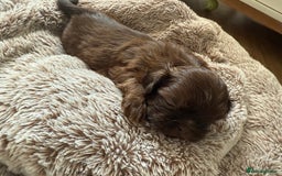 Shih Tzu dogs for sale: KC reg, 2 left! Potential blondes in Tamworth - Image 27